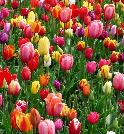 tulips-bed-colorful-color-69776-69776.jpg